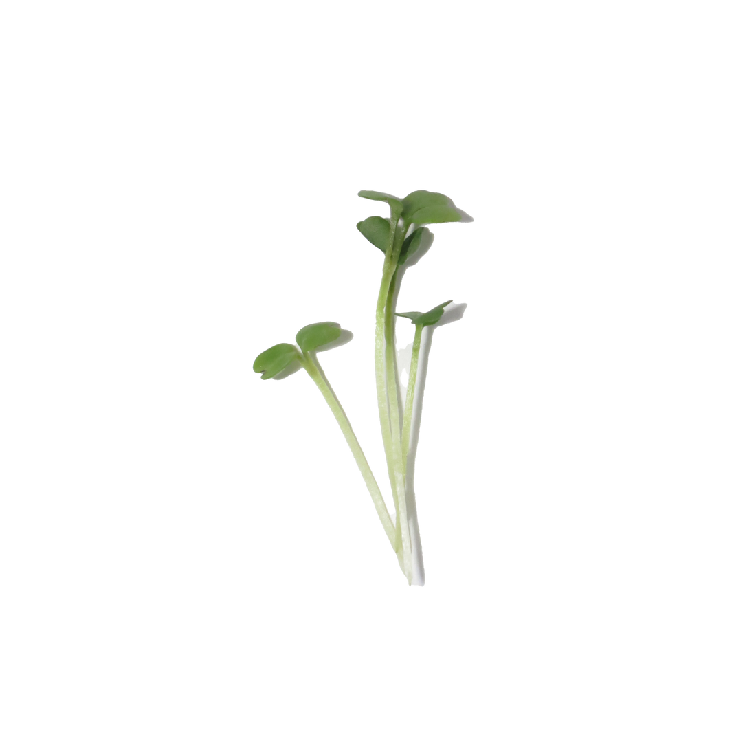MICROGREENS