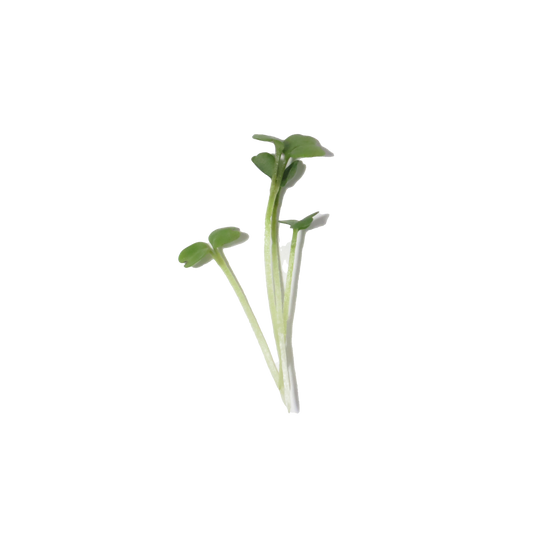 MICROGREENS