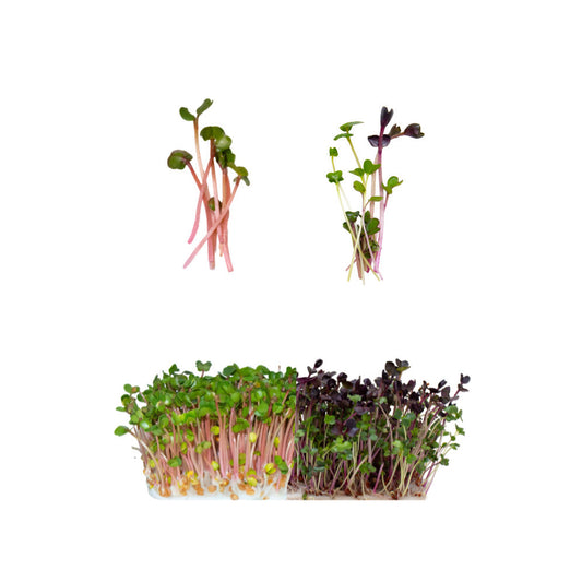 POWER DUO