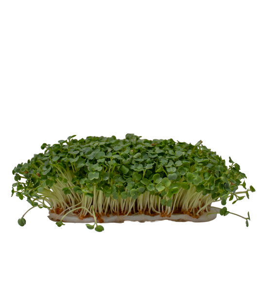 ARUGULA