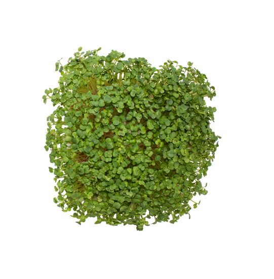 Round 4 inch square of arugula microgreens  on a white background