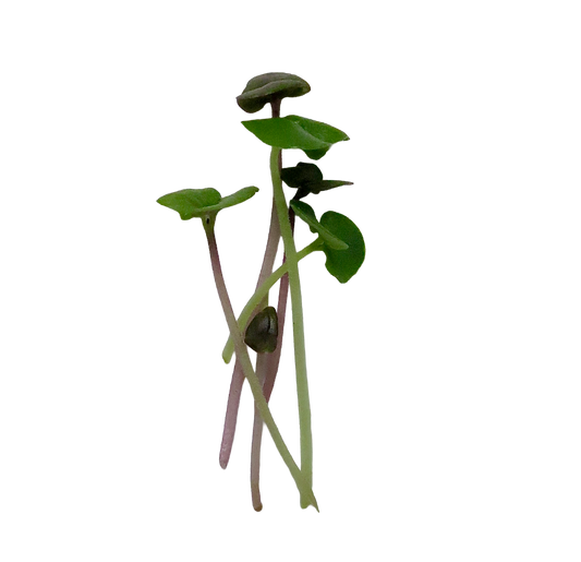 BASIL MIX