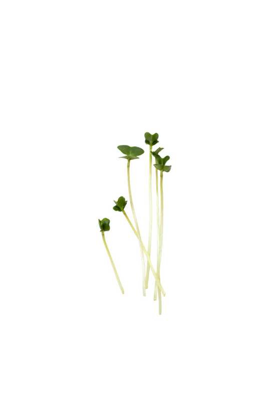 DI CICCIO BROCCOLI