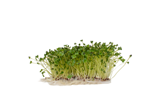 DI CICCIO BROCCOLI