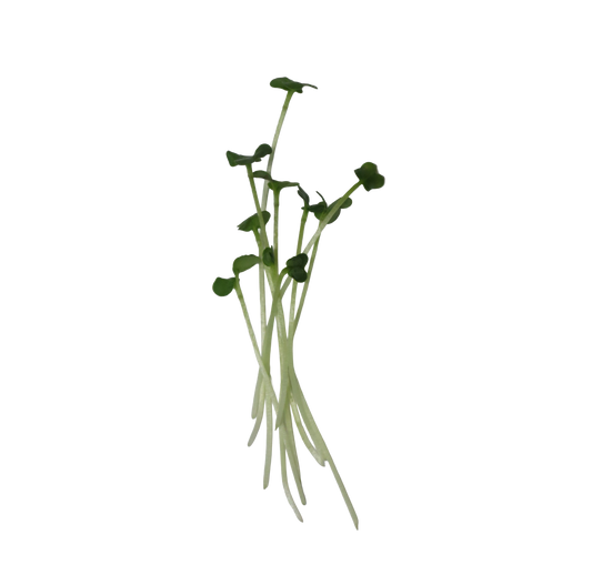 CANOLA