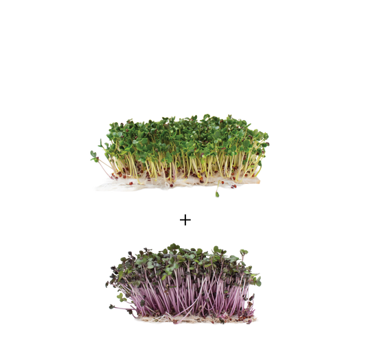 GUT HEALTH DUO