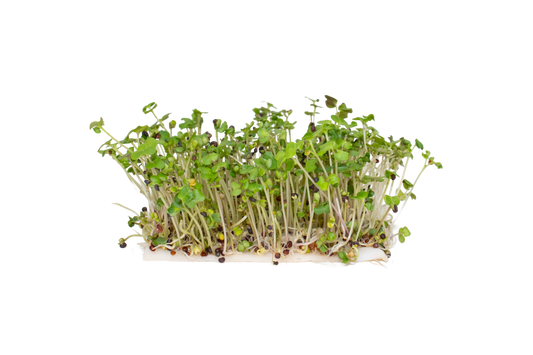 CANOLA