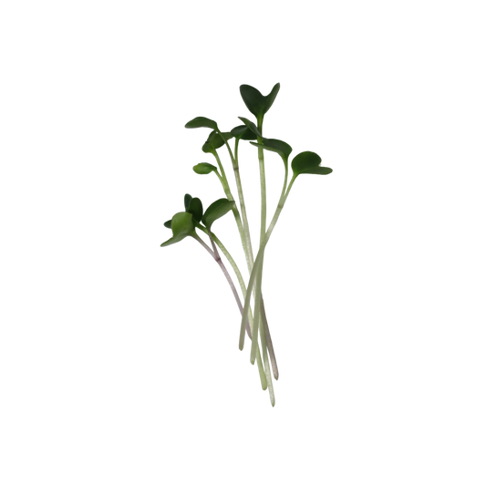 LACINATO KALE