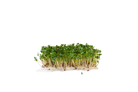 LACINATO KALE