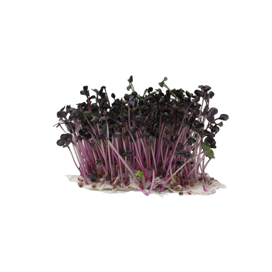 RAMBO RADISH