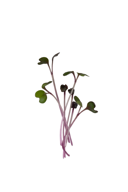 RED ACRE CABBAGE