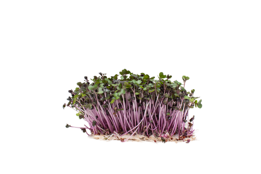 RED ACRE CABBAGE