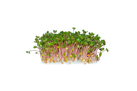 RED ARROW RADISH