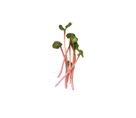 RED ARROW RADISH
